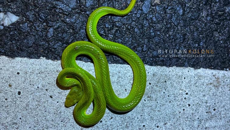 Assam CM Shares News About Venomous Reptile