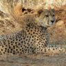 Why is the Death of ‘Nomad’ Cheetah Pawan Causing Shock? How Many Cheetahs Are Left in Kuno?