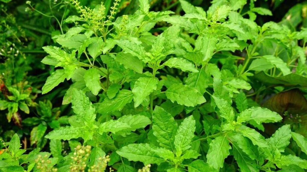 This plant is found in every house, but people do not know its benefits, these small leaves can relieve diabetes, heart attack and constipation…